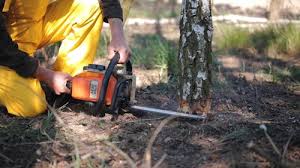 Best Tree Risk Assessment  in Carefree, AZ